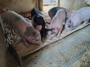 Vand purcei de 6 saptamani