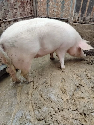 vand purcea pentru sacrificat 