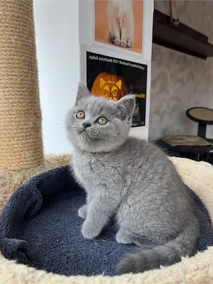 british shorthair blue - imagine 5