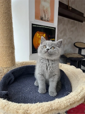 british shorthair blue - imagine 2
