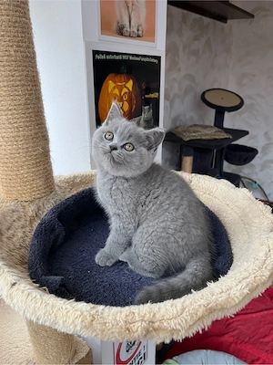 british shorthair blue - imagine 4