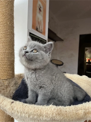 british shorthair blue - imagine 3