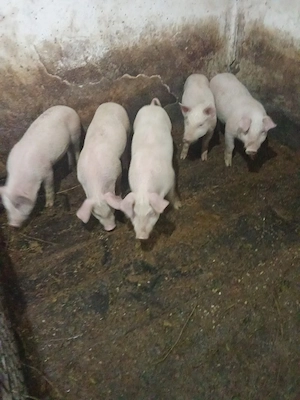 de vânzare 5 purcei de 9 săptămăni marele alb cu pic 2 masculi și 3 femele castrați deparazitati 