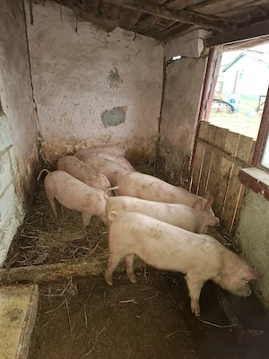 Vând porci, crescuți natural  - imagine 4