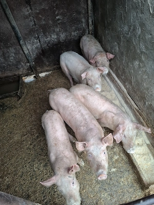 Vând porci, crescuți natural  - imagine 3