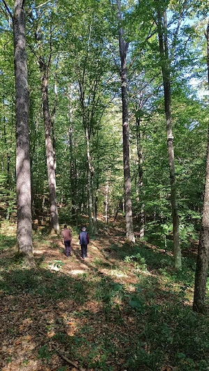 400 ha Padure foiasa - imagine 3