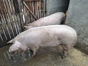 Vând porci, crescuți natural  - imagine 5