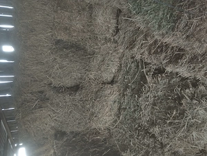 Vind baloți de lucerna