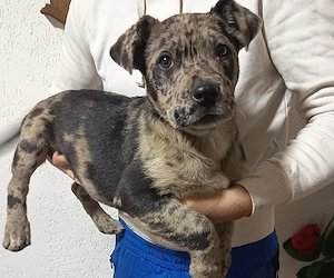 American bully xl  - imagine 3