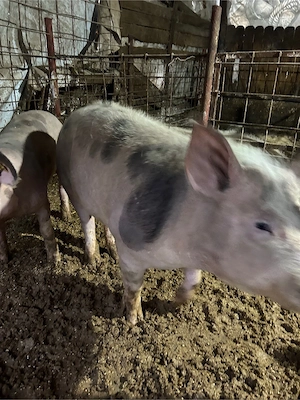 vand porci pietrain - imagine 4