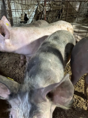 vand porci pietrain - imagine 2