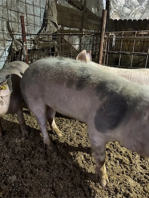 vand porci pietrain - imagine 5