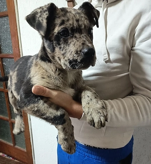 American bully xl  - imagine 4