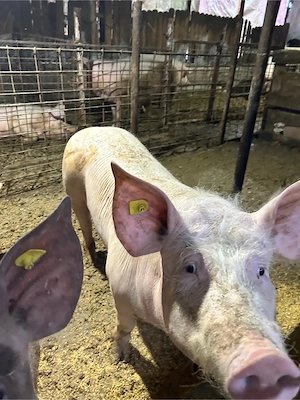 vand porci pietrain - imagine 3