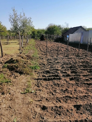 Teren 2200 mp intravilan + casă | 13 km Tg-Jiu | livadă  - imagine 5