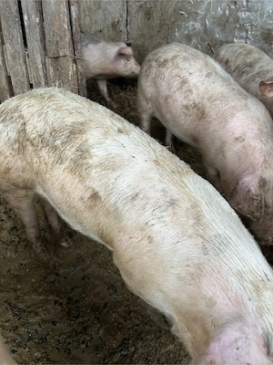 porci marele alb de vanzare