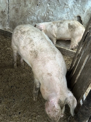 porci marele alb de vanzare - imagine 5