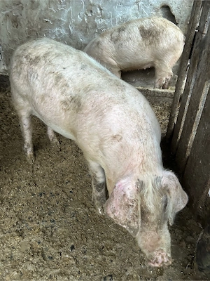 porci marele alb de vanzare - imagine 4