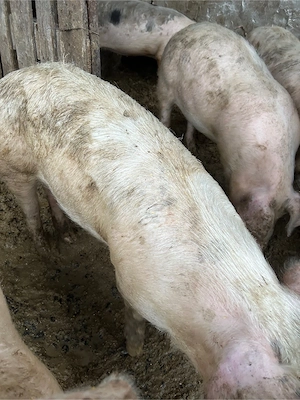 porci marele alb de vanzare - imagine 3