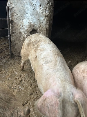 porci marele alb de vanzare - imagine 2