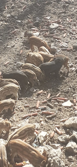 Vând purcei  - imagine 3