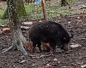 Vând purcei  - imagine 4