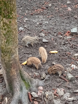 Vând purcei  - imagine 5