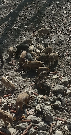 Vând purcei  - imagine 2