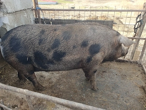 Vand porc de carne  - imagine 2