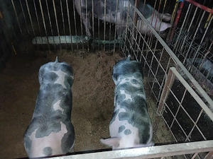 vând  scroafa  pietran