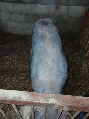 porci de carne  - imagine 2