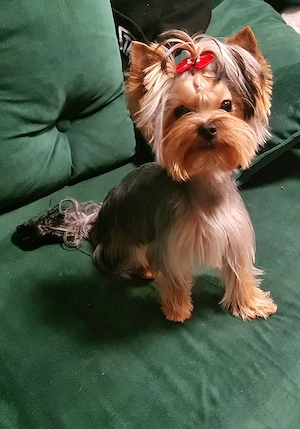 yorkshire terrier baiat pedigree FCI