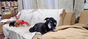 Plimbari , cazari catelusi