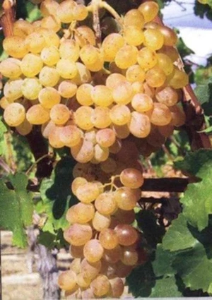 butasi vita de vie de anul 2 și de anul 3 