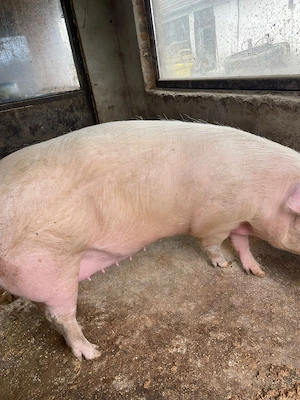 Vand scroafa Landrace - imagine 4