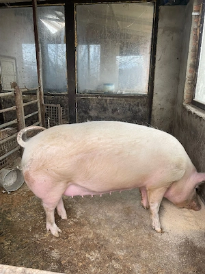 Vand scroafa Landrace