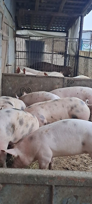 Vînd porci grași 80 _130kg