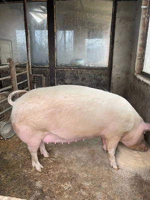 Vand scroafa Landrace - imagine 2