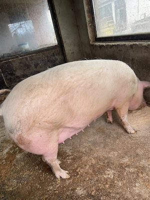 Vand scroafa Landrace - imagine 3