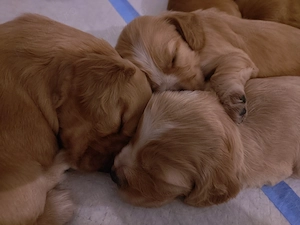 Coker spaniel englez 