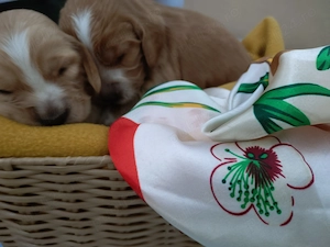 Coker spaniel englez 