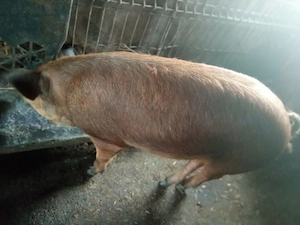 Scrofite Duroc Ilia