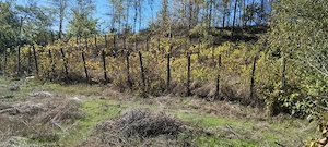 Casă bătrânescă Somova