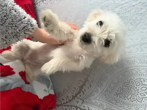 vand Bichon maltez talue mica 