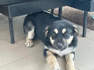 Donez catelusa ciobanesc german - imagine 3