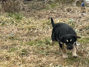 Donez catelusa ciobanesc german - imagine 5