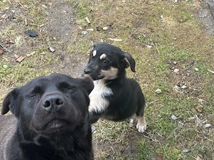 Donez catelusa ciobanesc german