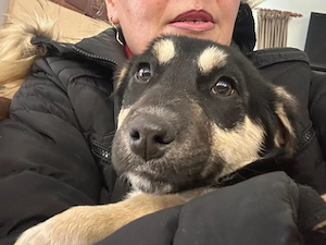 Donez catelusa ciobanesc german - imagine 2