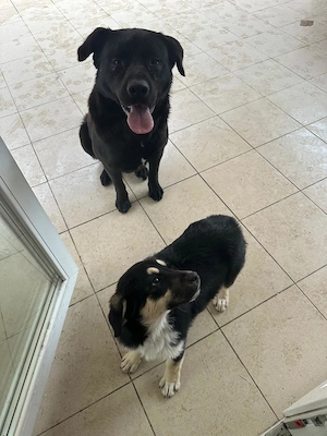 Donez catelusa ciobanesc german - imagine 4