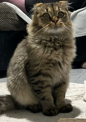 Pisică superbă Scottish Fold Highland Fold   - imagine 2